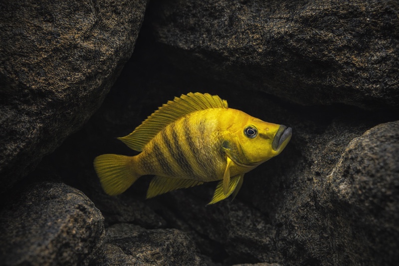 Altolamprologus compressiceps 'Mwela'